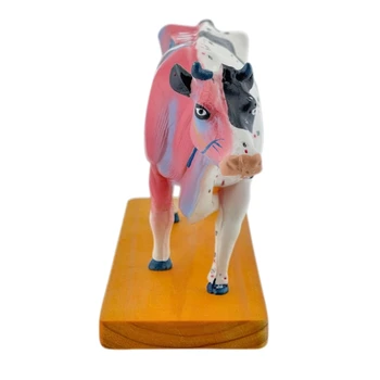 Модель анатомии крупного рогатого скота G5AA для обучения акупунктуре и прижиганию, модель анатомии животных, модель анатомии коровы